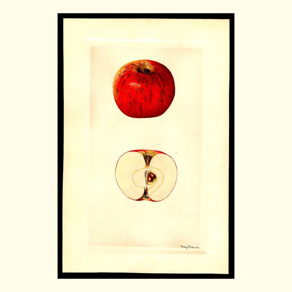 petite douce rousse apples, painted by mary daisy arnold, 1930