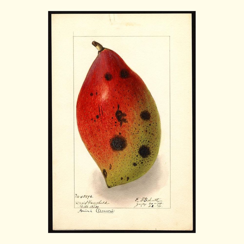 ameeri; amiri mangoes, painted by ellen isham schutt, 1909