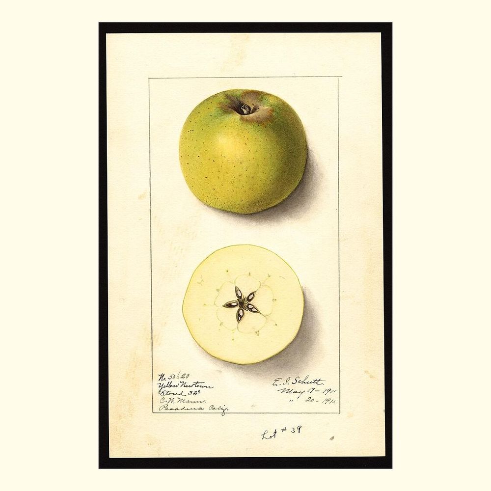 yellow newtown apples, painted by ellen isham schutt, 1911