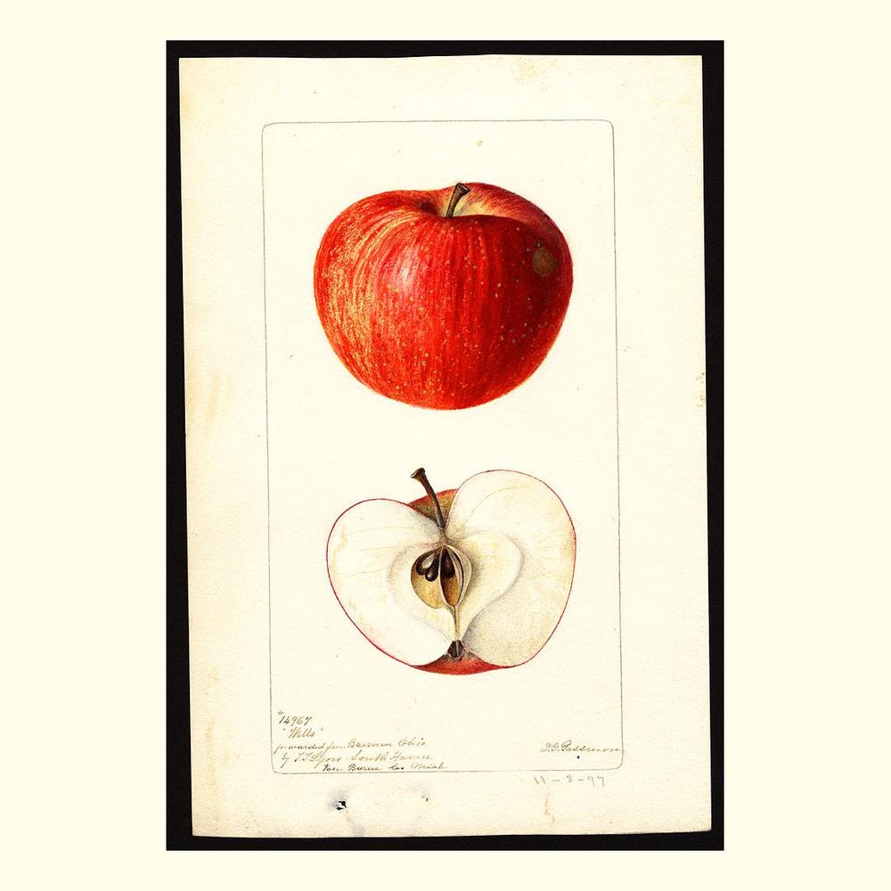 wells apples, painted by deborah griscom passmore, 1897