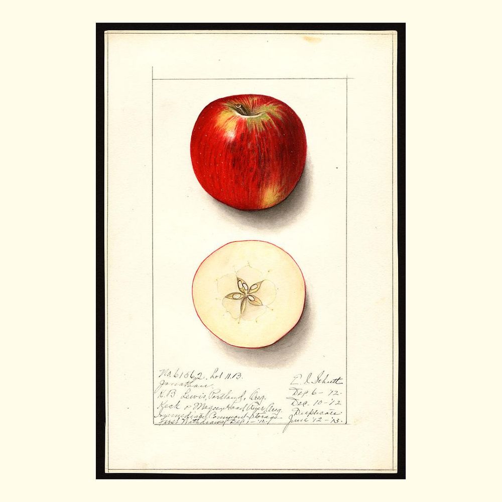 jonathan apples, painted by ellen isham schutt, 1912