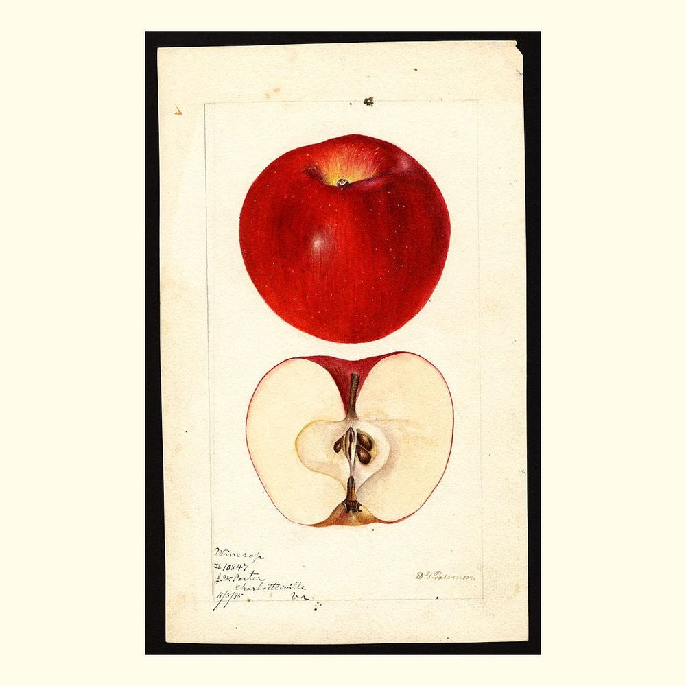 winesap apples, painted by deborah griscom passmore, 1895