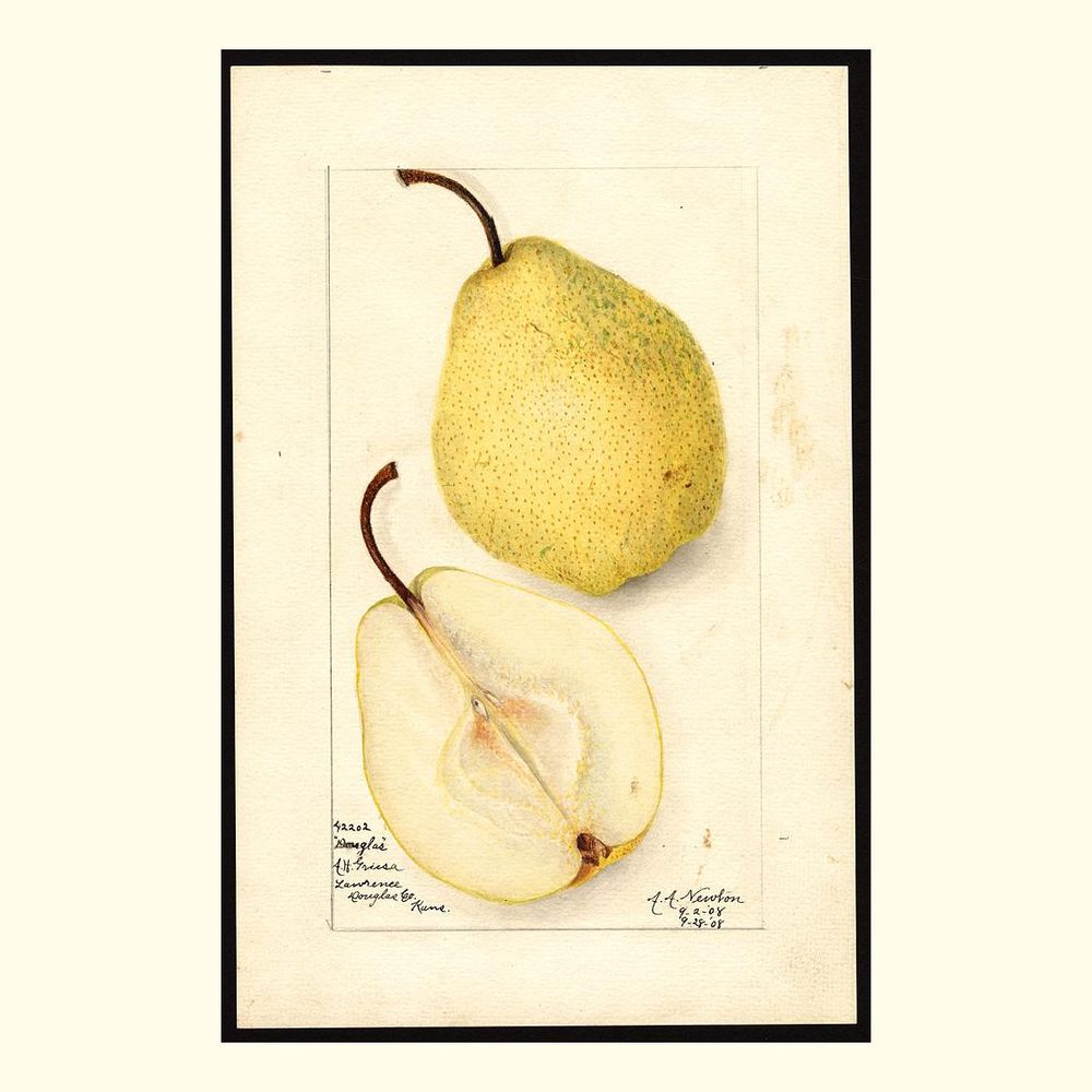 douglas pears, painted by amanda almira newton, 1908