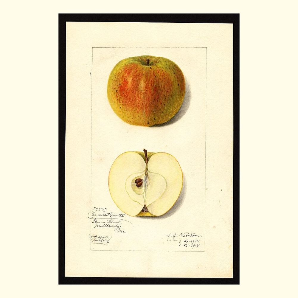 canada reinette apples, painted by amanda almira newton, 1915