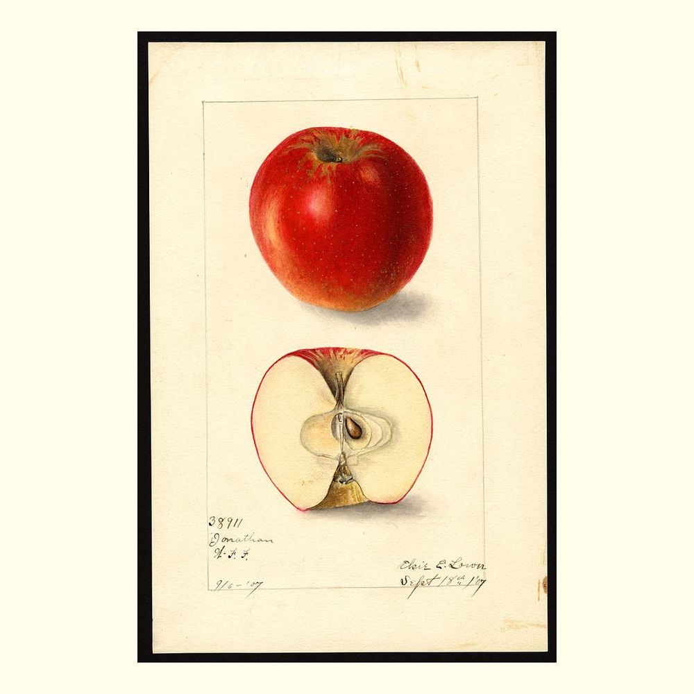 jonathan apples, painted by elsie e. lower, 1907