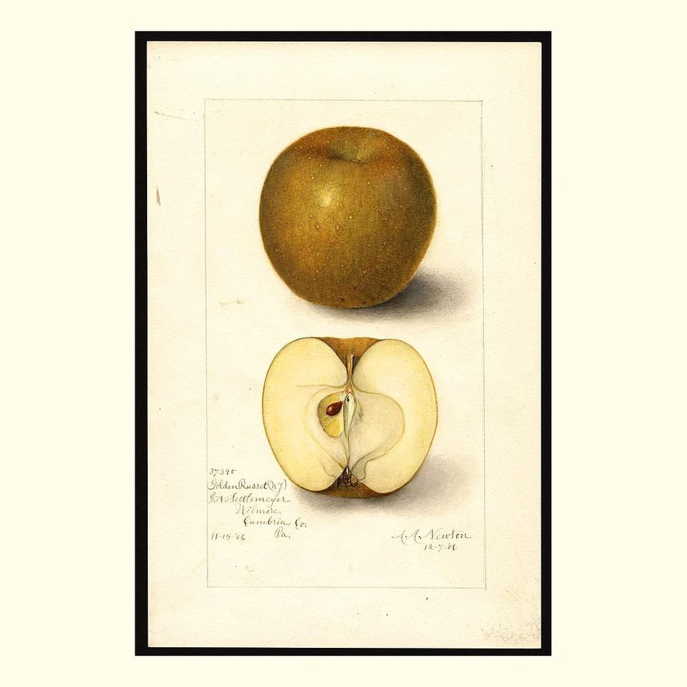 golden russet apples, painted by amanda almira newton, 1906
