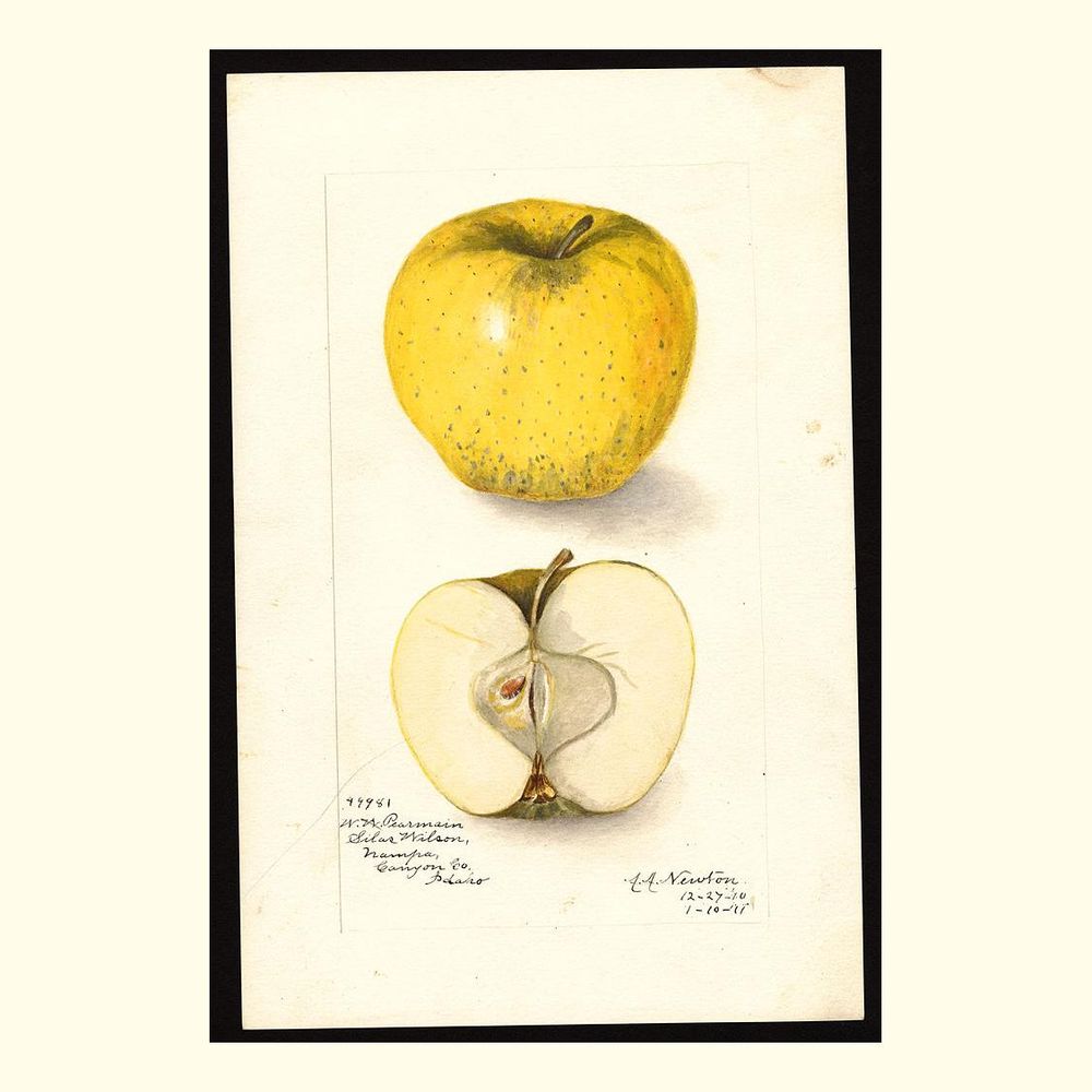 white pearmain apples, painted by amanda almira newton, 1911