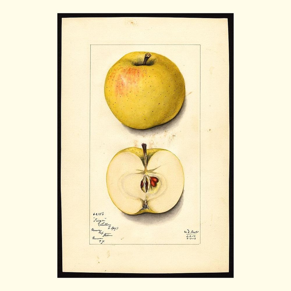 tioga apples, painted by mary daisy arnold, 1913