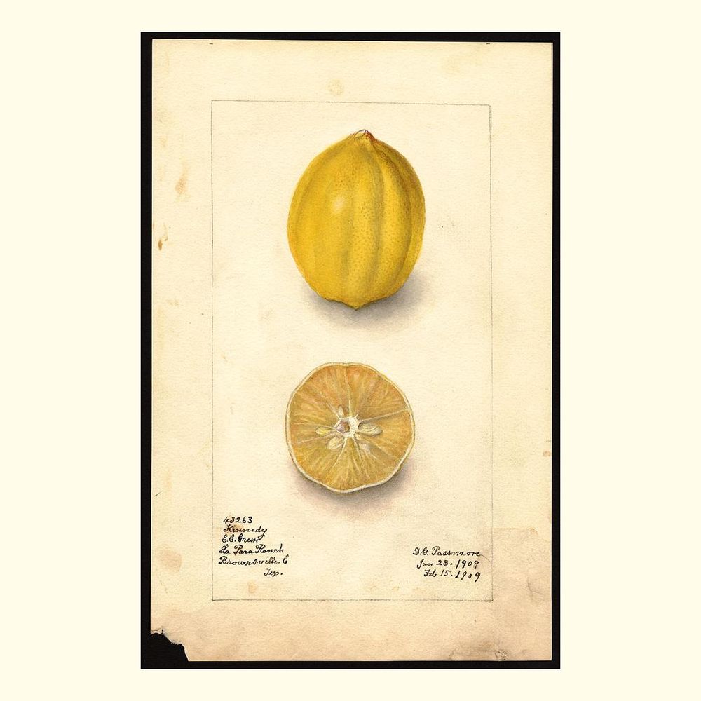 kennedy lemons, painted by amanda almira newton, 1909