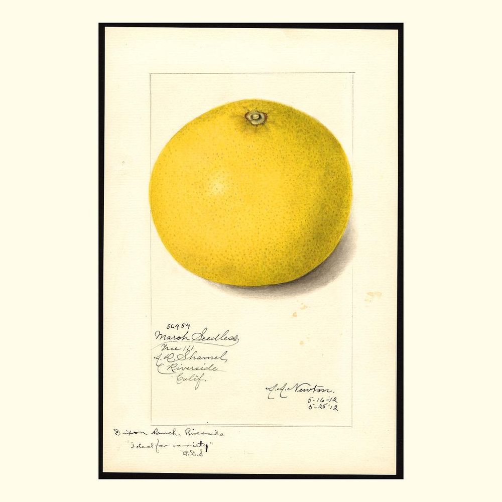 marsh seedless grapefruits, painted by amanda almira newton, 1912