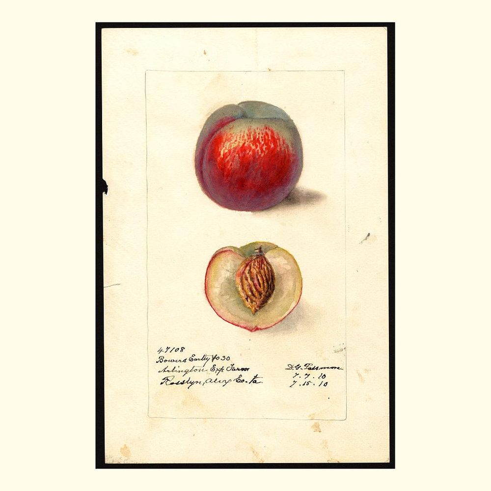 bowers early 4030 peaches, painted by deborah griscom passmore, 1910