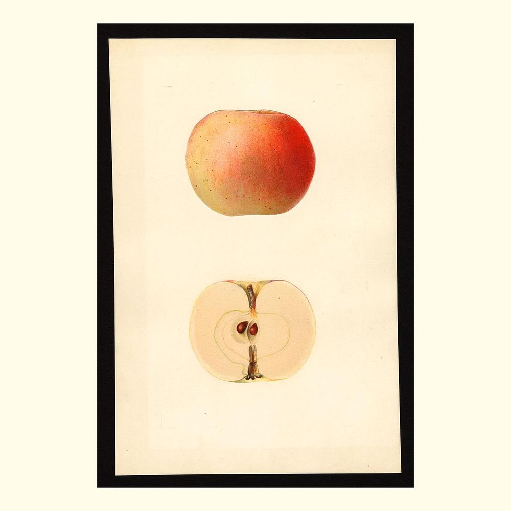 wilson june apples, painted by mary daisy arnold, 1933
