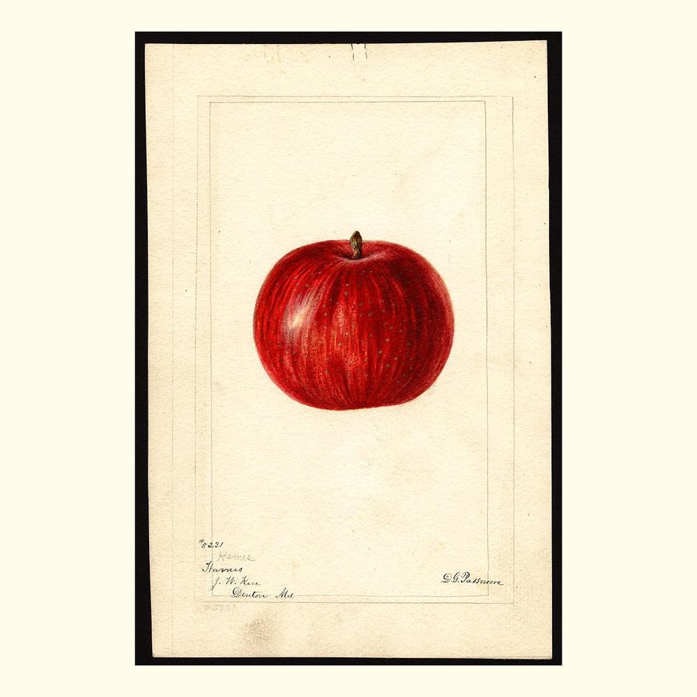 hames apples, painted by deborah griscom passmore, 1893
