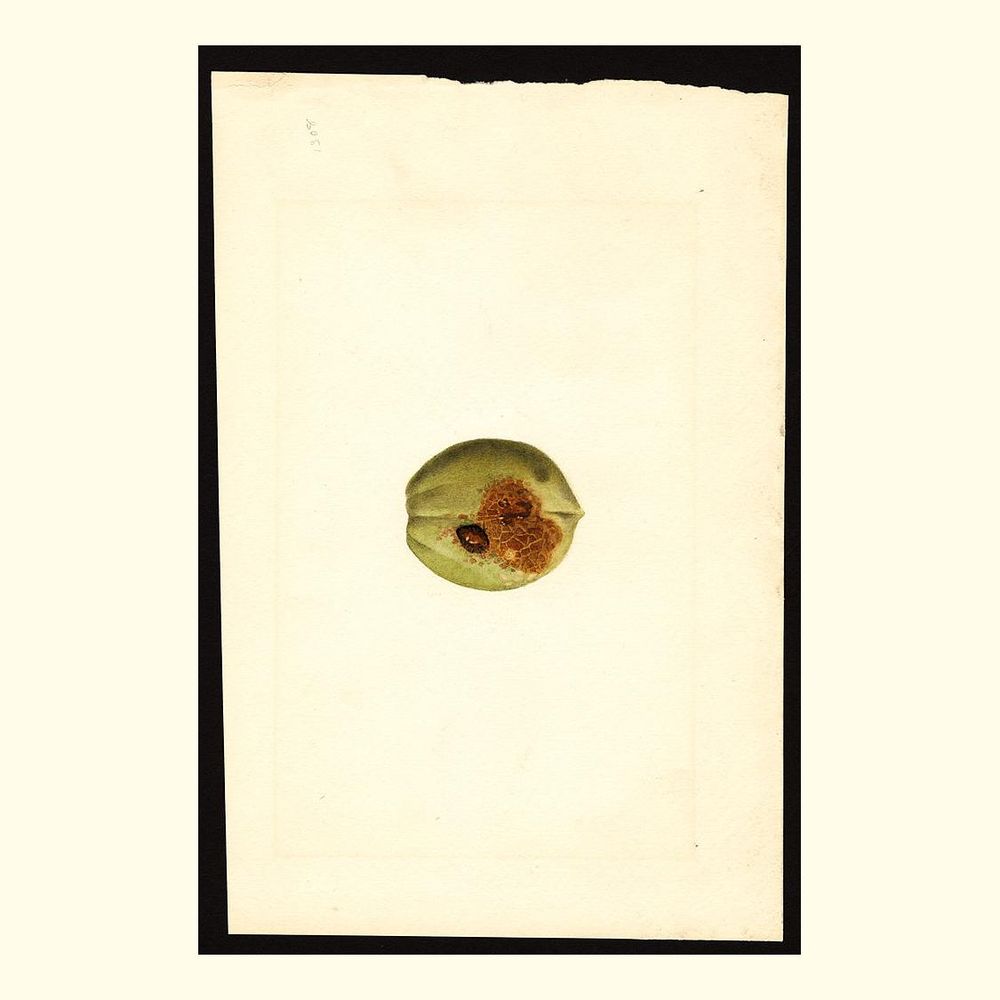 bilyou peaches, painted by james marion shull, 1923