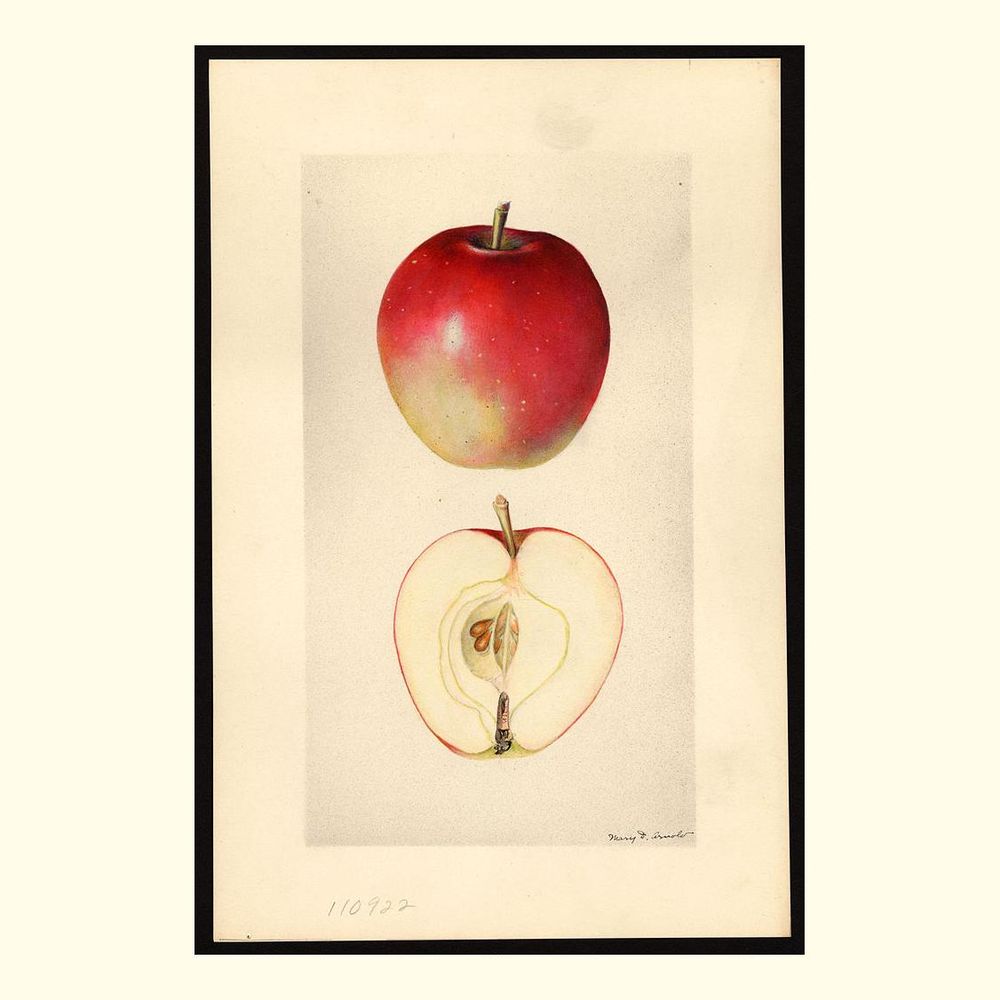 no. 34 apples, painted by mary daisy arnold