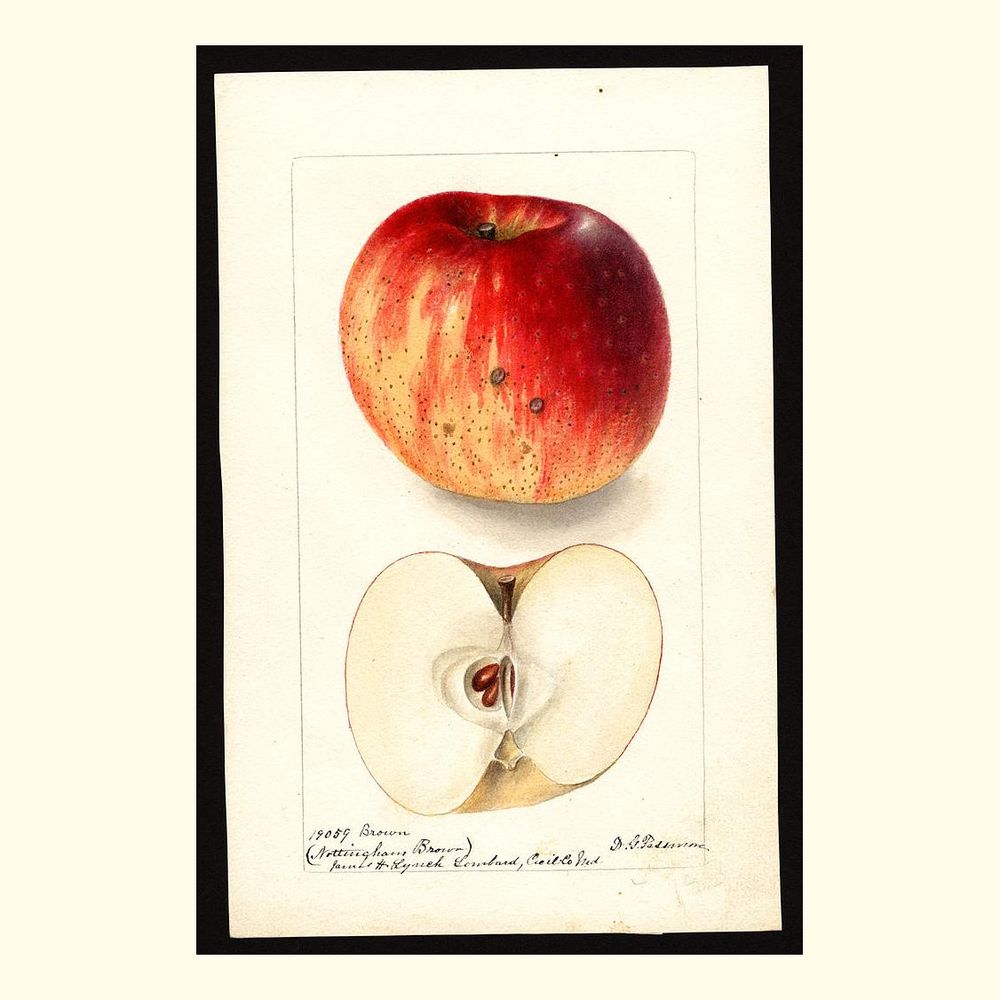 nottingham brown apples, painted by deborah griscom passmore, 1900