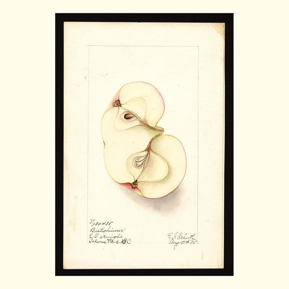 bietigheimer apples, painted by ellen isham schutt, 1905
