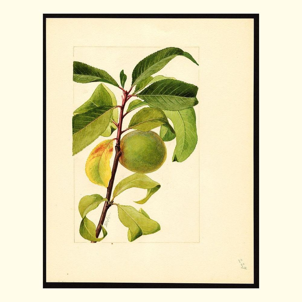crawford peaches, painted by james marion shull, 1909