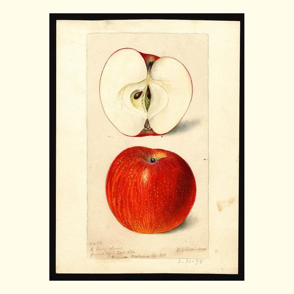 lady sweet apples, painted by deborah griscom passmore, 1898