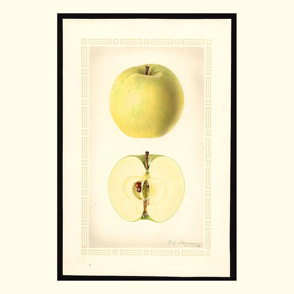 ortley apples, painted by royal charles steadman, 1927