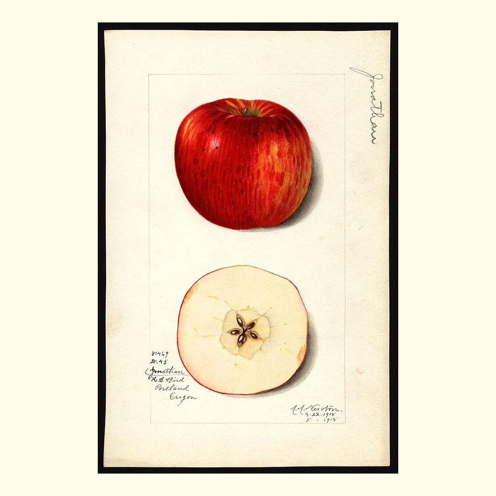 jonathan apples, painted by amanda almira newton, 1915