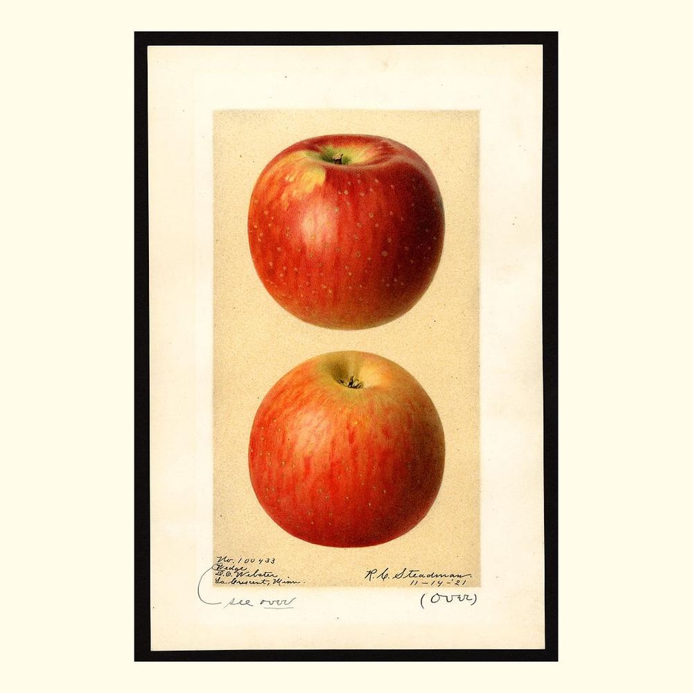 wedges minnesota 207 apples, painted by royal charles steadman, 1921