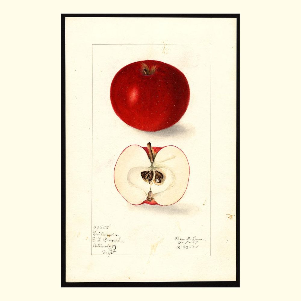 red canada apples, painted by elsie e. lower, 1908