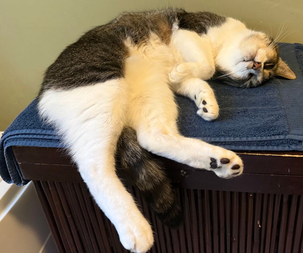 Gray and white tabby cat sprawled out on a towel placed on top of a hamper 