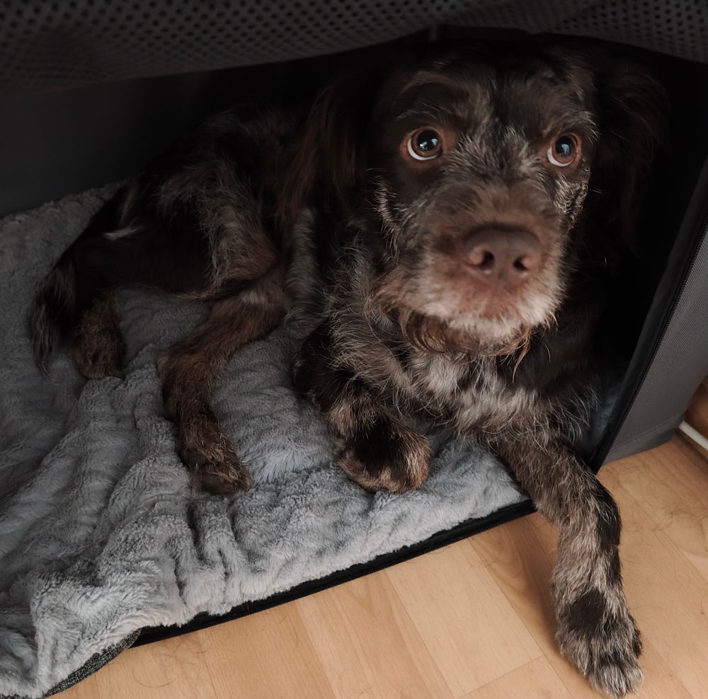 Der selbe Hund liegt in der selben Box, hat den Kopf leicht angehoben und blickt mit offenen Augen nach vorn. Eine seiner Vorderpfoten liegt ausgestreckt auf dem Boden außerhalb der Decke. Der Boden besteht aus hellem Holz, und rechts im Bild sind einige zusammengerollte Kabel zu sehen. 