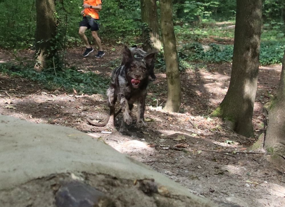 Der Hund läuft im Wald mit aufgestellten Ohren und herausgestreckter Zunge direkt auf die Kamera zu. Hinter ihm ist ein Läufer in orangem Shirt zwischen den Bäumen zu sehen.