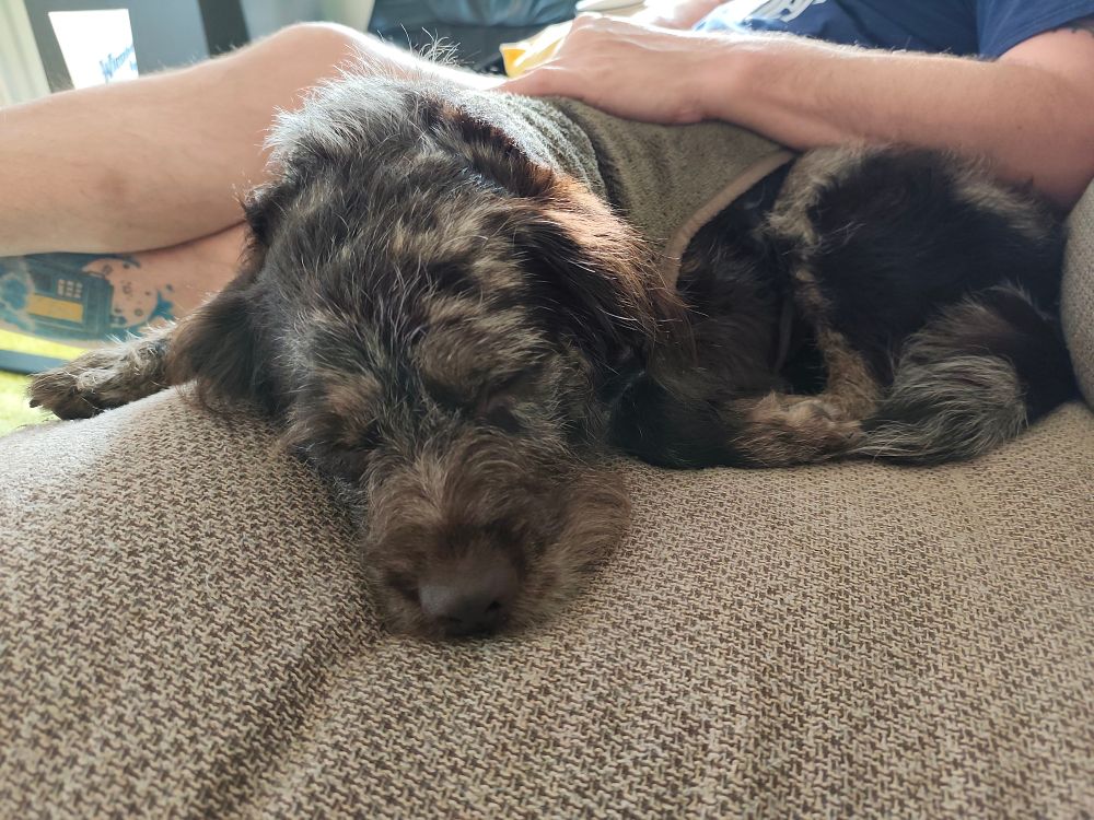 Der braun-grau melierte Hund liegt eingerollt auf dem Sofa neben einem Mann und schläft. Der Mann hat seinen Arm auf dem Rücken des Hundes abgelegt, man erkennt ein Stück eines olivgrünen Bademantels den der Hund trägt und man sieht im Hintergrund die Beine des Mannes inklusive eines Stücks einer Tätowierung. 