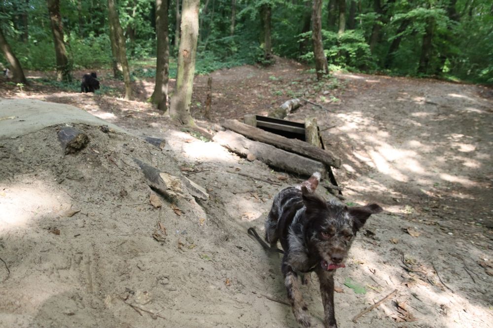 Ein braun-grau melierter Hund rennt mit aufgestellten Ohren und herausgestreckter Zunge einen sandigen Hügel im Wald hinauf. Im Hintergrund stehen mehrere Bäume, etwas unscharf ist ein weiterer schwarzer Hund zu erkennen.