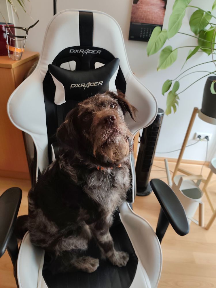 Der kleine braungefleckte Hund mit heller Brust sitzt aufrecht auf einem schwarz-weißen DXRacer-Gamingstuhl. Er schaut leicht schräg nach oben, mit neugierigem und sanftem Blick. Im Hintergrund stehen eine große grüne Zimmerpflanze, ein Ventilator und ein Regal. Man erkennt ein Büro. 