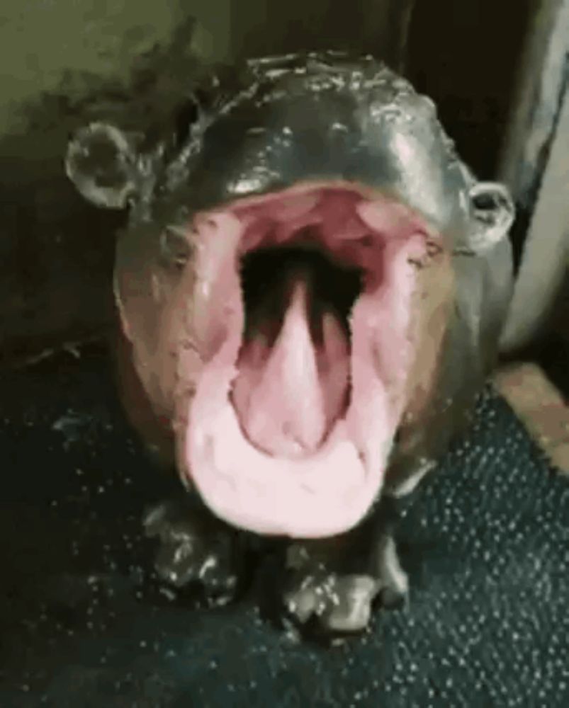 a close up of a hippopotamus with its mouth open and its tongue hanging out .