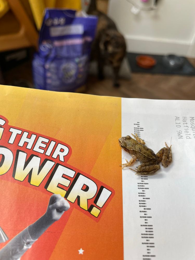 In the foreground, a small (20mm) common frog (Rana temporaria). 

In the background, a small unrepentant tortie (Felis catus) who really doesn’t understand what all the fuss is about. 