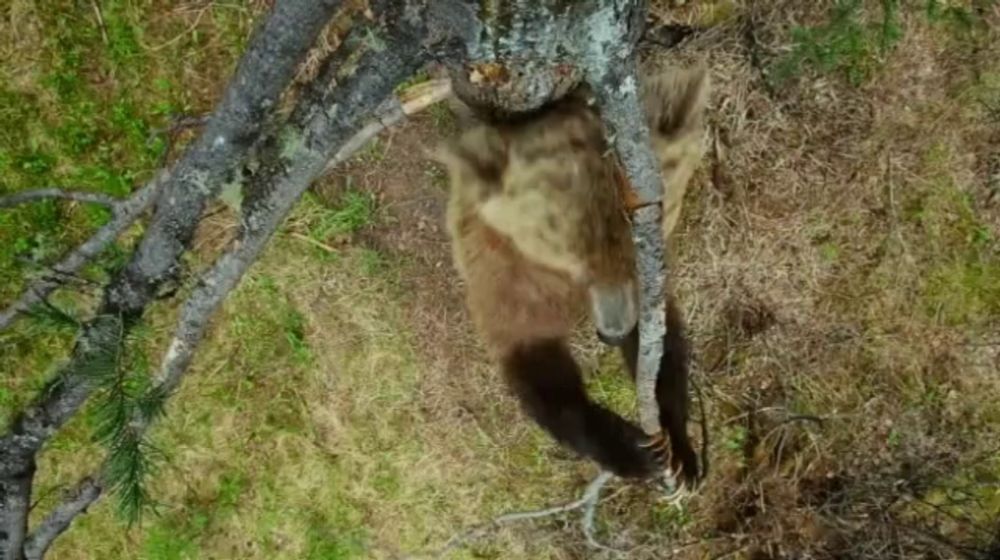 a bear is standing on its hind legs in the woods