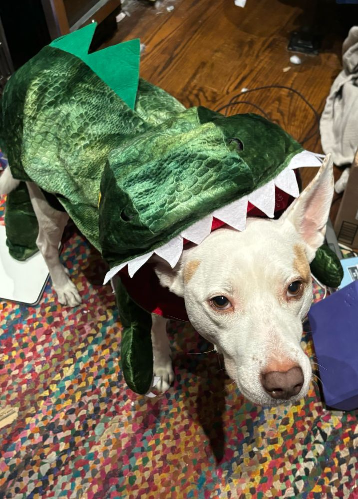 White dog with brown spots and pink nose wears a dragon costume - his head pokes out of the mouth and he stares up at us clearly asking, “but why?”