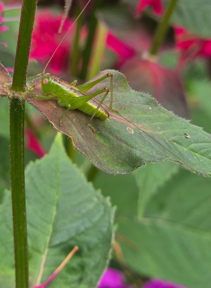A green katydid on a leaf. 