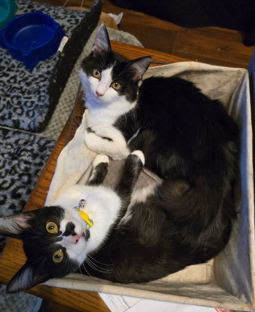 Two black and white kittens in a basket. 