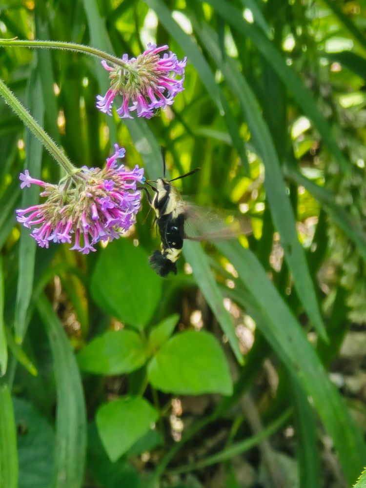 A black and yellow hummingbird moth feeding on a pink flower. 