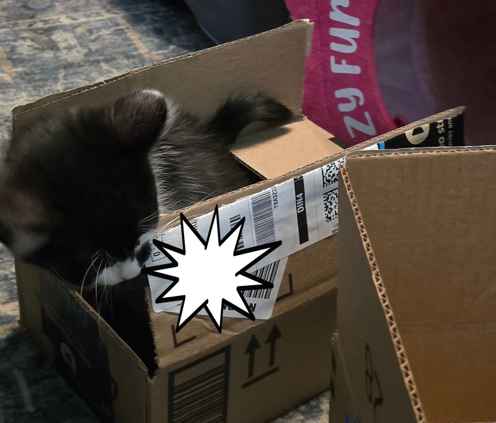 A black and white kitten in a small box. 