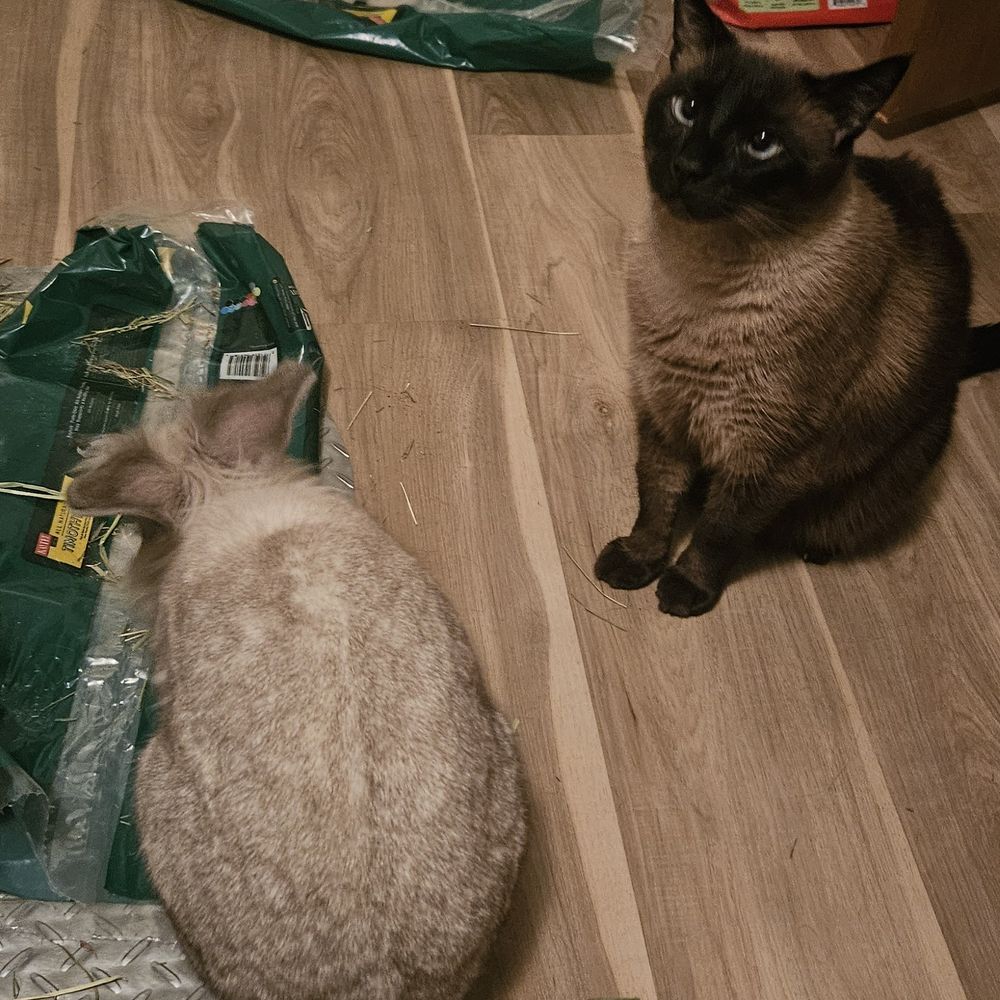 A siamese cat stares at the camera while a bunny has his back turned
