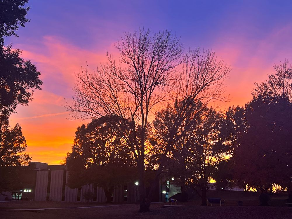 Intensely colored sunset with black silhouettes of trees. 