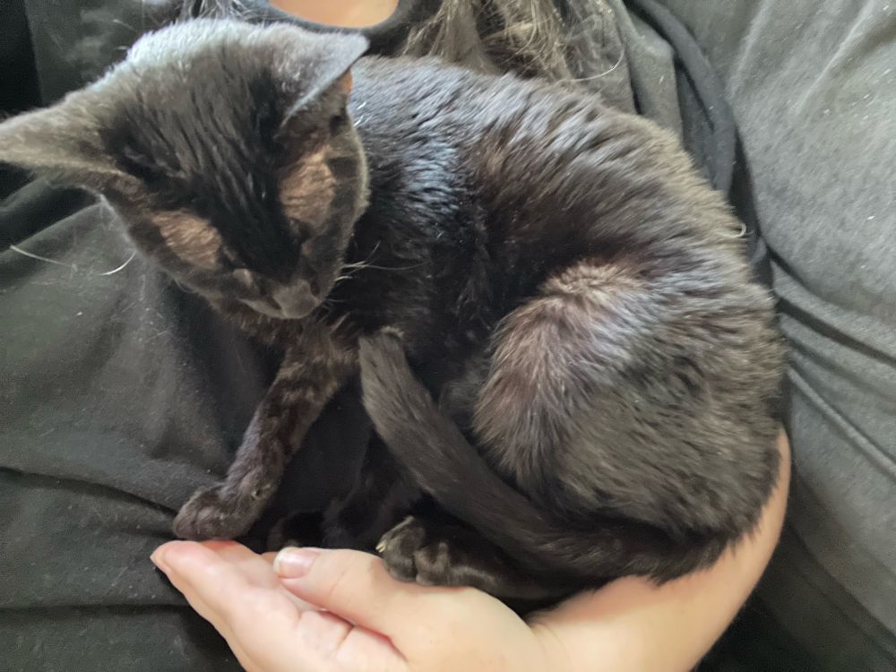 A curled up small black cat sitting on my forearm and hand. 