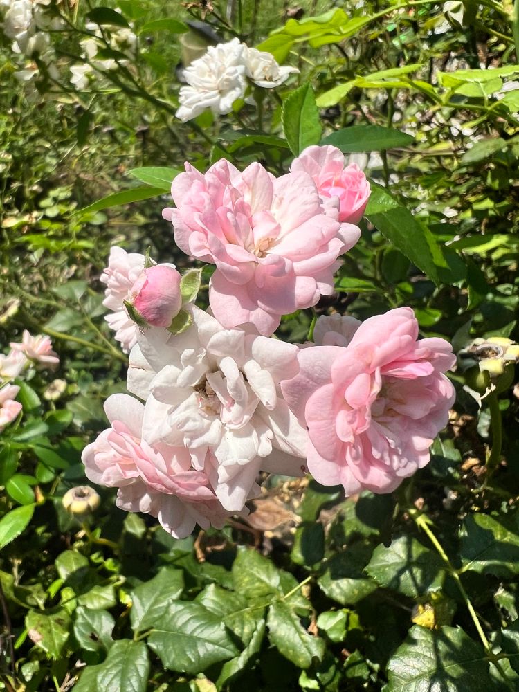 Cluster of tiny, light pink blooms of The Fairy shrub rose 