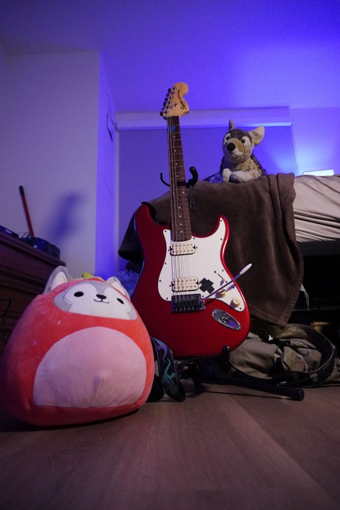 strawberry wolf, read Squire Strat HH with white pickguard, and a wolf plush atop my bed