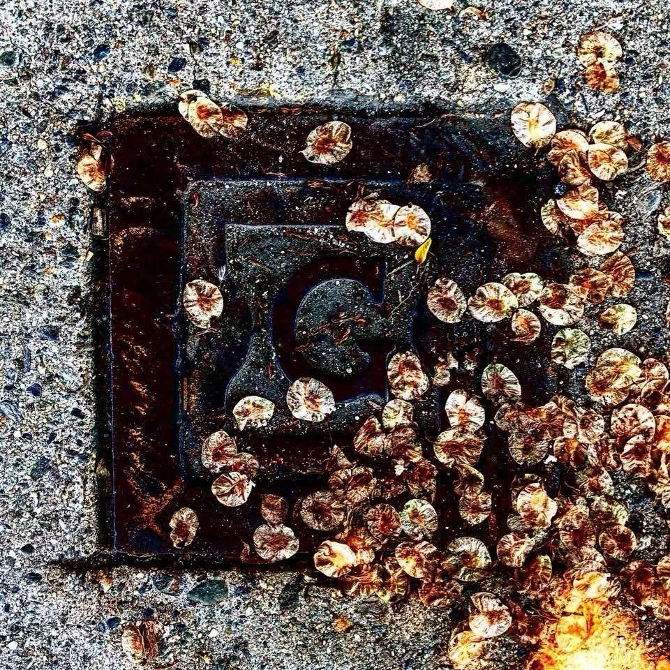 Iron utility cover marked G with some dried flower petals on it