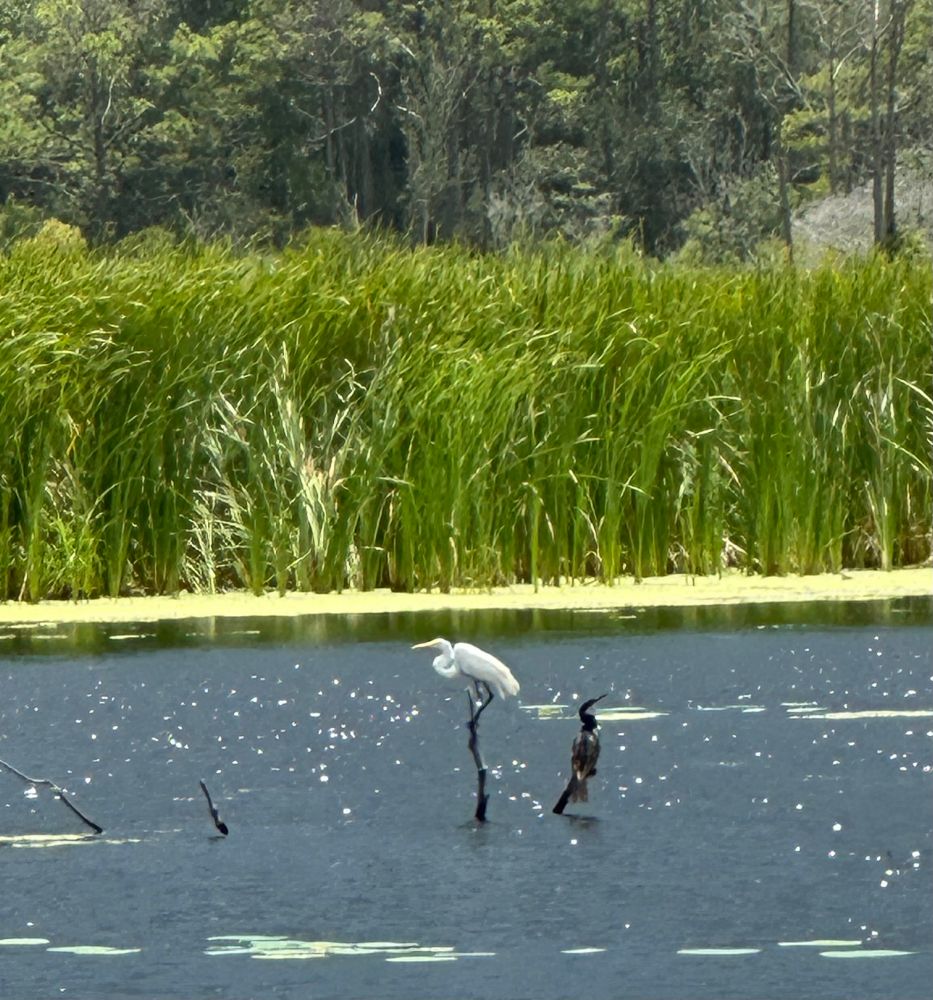 A great egret and an anhinga each perched precariously on limbs sticking out of a pond, have their backs to one another looking in opposite directions. 
