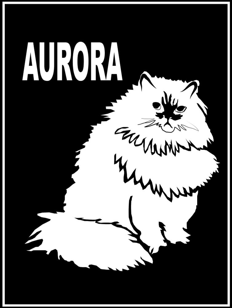 A black and white image of a white himalayan cat, labeled "aurora"