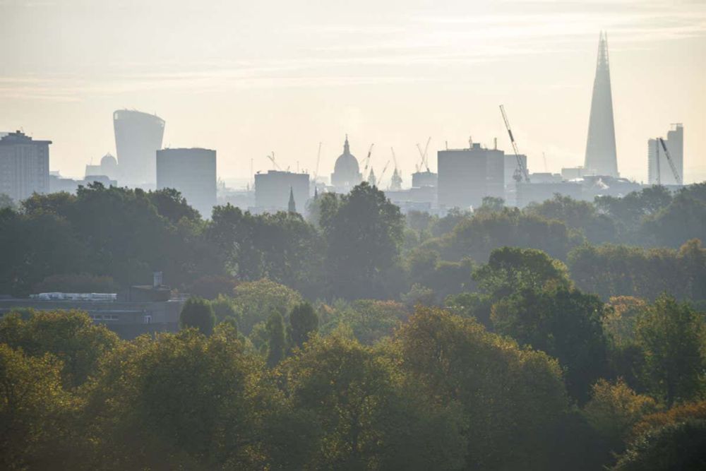 Trees cool the land surface temperature of cities by up to 12°C